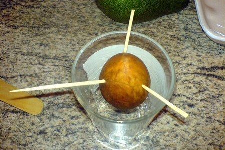 Авокадо - как его съесть и посадить: шаг 3