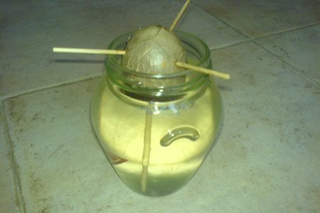 Авокадо - как его съесть и посадить: шаг 4