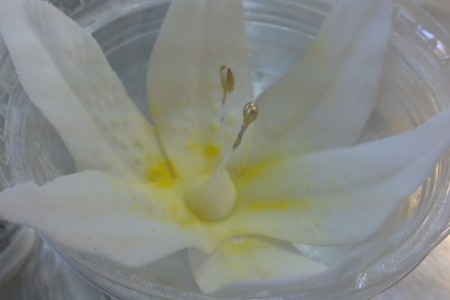 Лилии из мастики: фото шаг 16