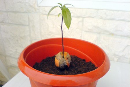 Авокадо. как его съесть и посадить - ii: шаг 4