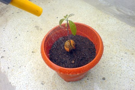 Авокадо. как его съесть и посадить - ii: шаг 5