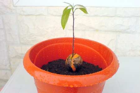 Авокадо. как его съесть и посадить - ii: шаг 6