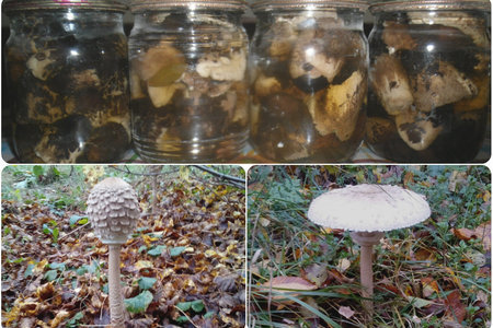 Маринованные грибы «зонтики» 