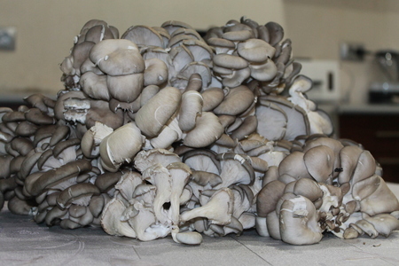 Фото к рецепту: Маринованные грибы вёшенка 