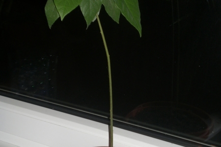 Фото к рецепту: Вырасти на окне авокадо