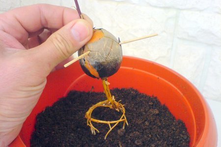Фото к рецепту: Авокадо. как его съесть и посадить - ii
