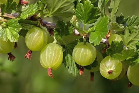 Царская ягода: крыжовник в русской кухне и литературе