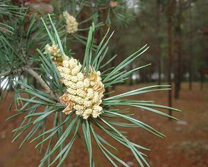 Кухарка.ру — Кулинарная энциклопедия